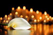 Calla,Lily,Flower,On,The,Grave,And,Blurred,Lighted,Candles In Memoriam Header Graphic