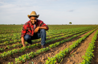 Young,Farmer,Is,Examining,Crops,In,His,Growing,Soybean,Field. Young,Farmer,Is,Examining,Crops,In,His,Growing,Soybean,Field.