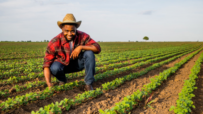 Young,Farmer,Is,Examining,Crops,In,His,Growing,Soybean,Field. Young,Farmer,Is,Examining,Crops,In,His,Growing,Soybean,Field.